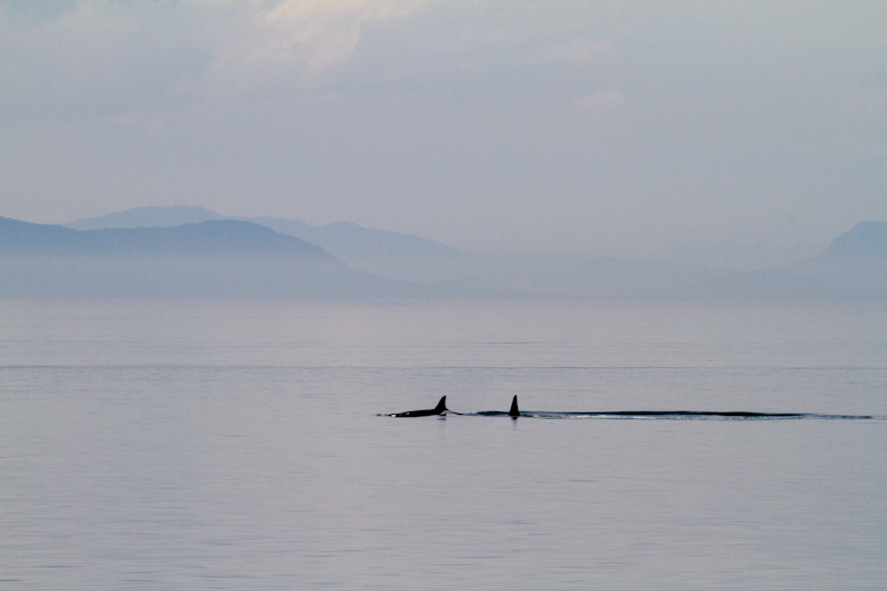Orcas